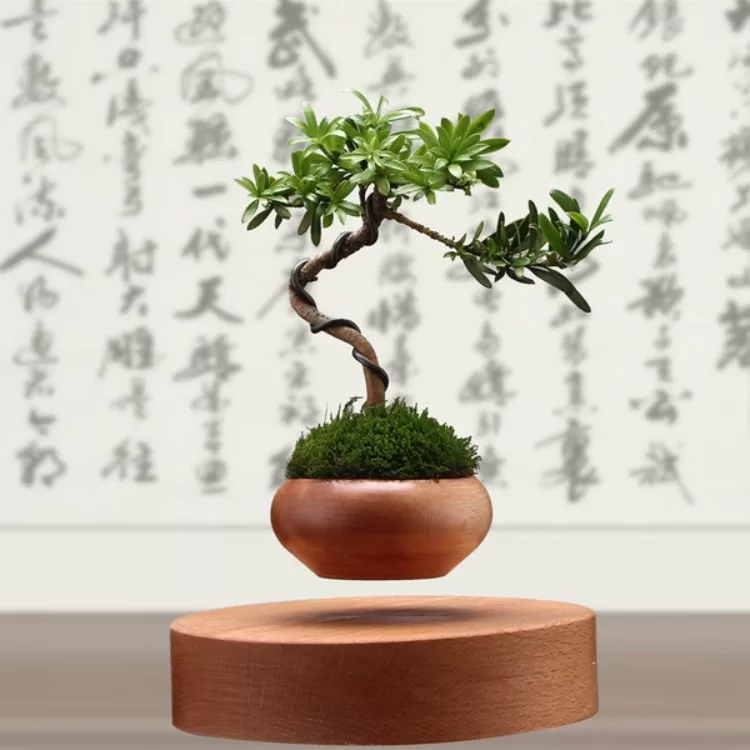 The unique flying bonsai business model